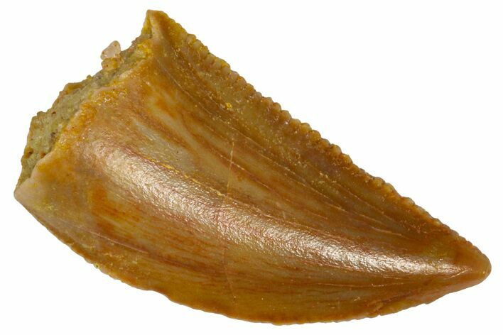 Serrated Raptor Tooth - Real Dinosaur Tooth #361061